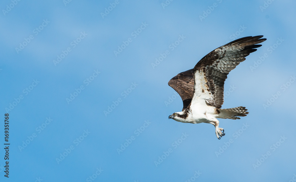 Fototapeta premium Osprey