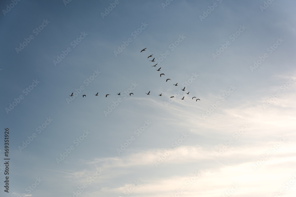 Flock of Pelicans flying in formation in bright blue sky Flock of Pelicans flying in formation in bright blue sky