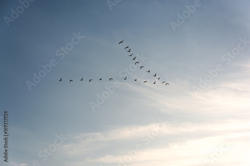 Flock of Pelicans flying in formation in bright blue sky