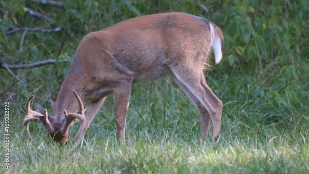 Whitetail buck grazing with antlers in velvet Whitetail buck grazing with antlers in velvet