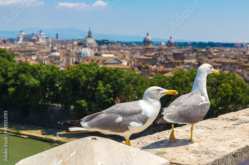 Seagull above Roman