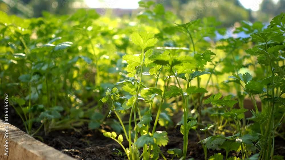 Coriander growth in a vegetable garden morning Coriander growth in a vegetable garden morning