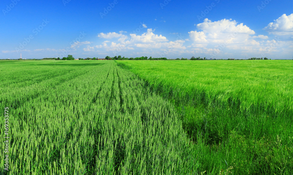 green wheat field