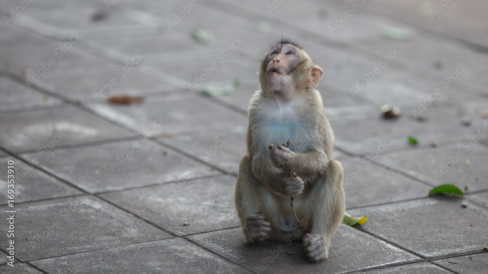 Naklejka premium Monkey Relax