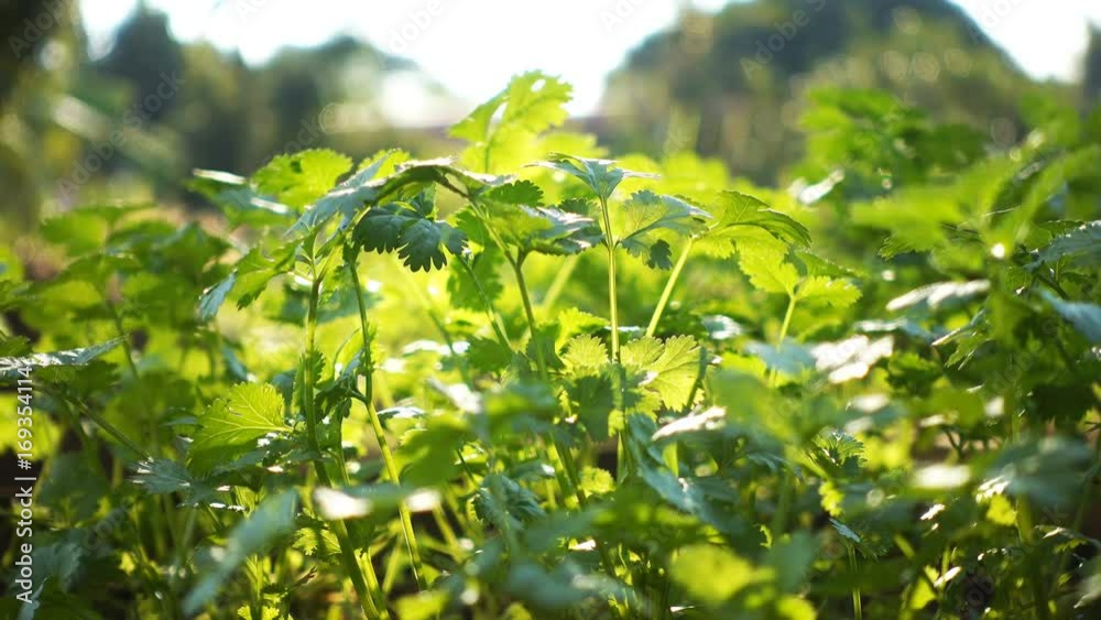 Coriander growth in a vegetable garden morning Coriander growth in a vegetable garden morning