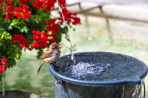 Sparrow drinking water