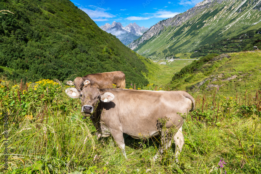 Cows grazing in Alps Cows grazing in Alps