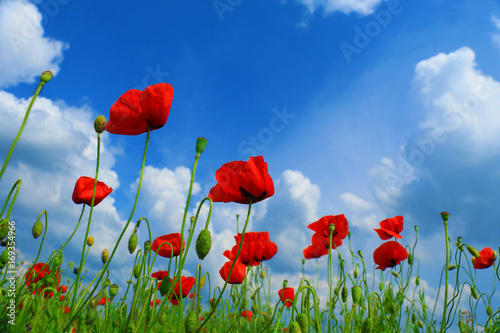 Field of poppies