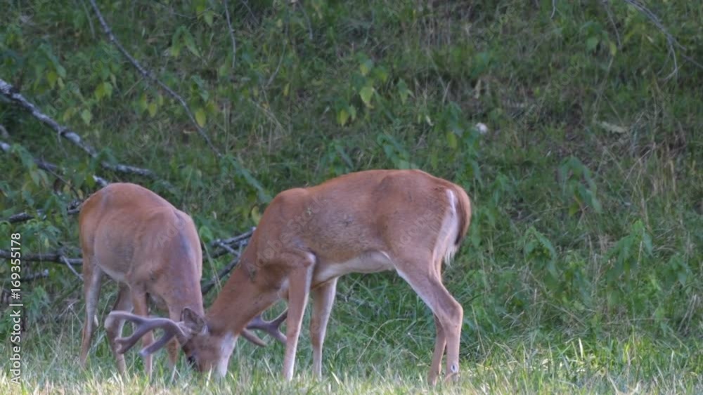 Two whitetail bucks grazing and interacting Two whitetail bucks grazing and interacting