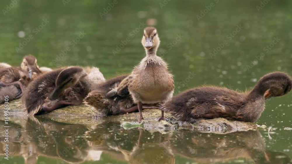 Ducklings on a floating log hunt a dragonfly Ducklings on a floating log hunt a dragonfly