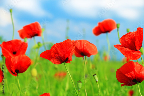 Field of poppies