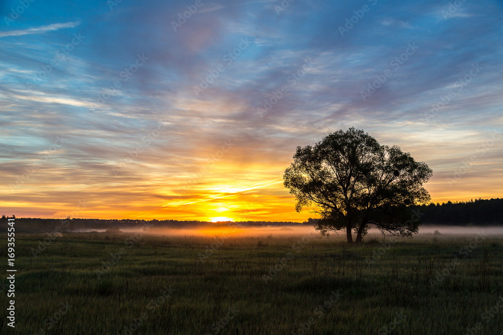 Sunrise over field and tree