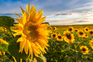 Handdoek met foto Weide Bloeiend zonnebloemenveld in volle zomer  © Sergii Figurnyi
