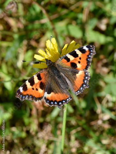 The Small Tortoiseshell butterfly Aglais urticae on a flower