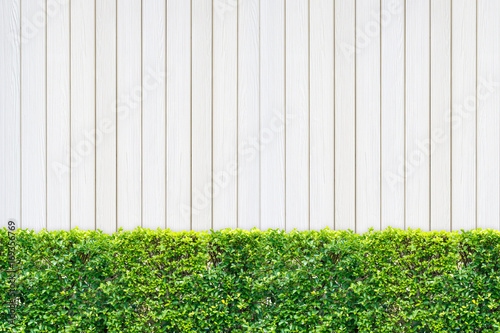trimmed shrub fence on white wooden panel