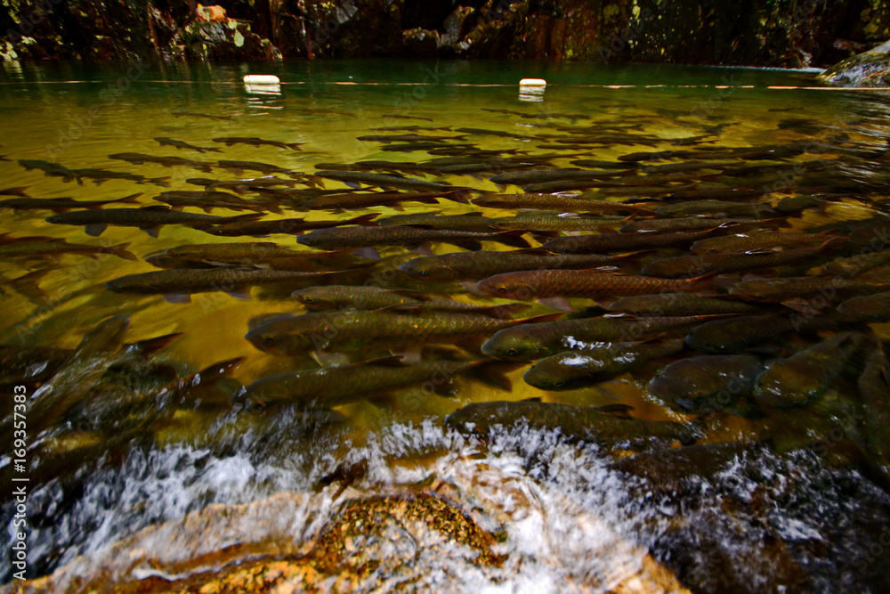 Fototapeta premium Mahseer Barb fish at Pliew Waterfall national park in Chanthaburi Thailand.