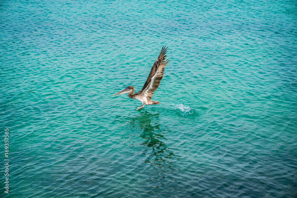 Isolated Pelican Flying. Pelican Silhouette Wings Above Blue Sea. Crossing Crystal Ocean. Blue Sky Bird. Isolated Wallpaper. Flying White Pelican. Blue Tropical Landscape. Brown Pelican Background