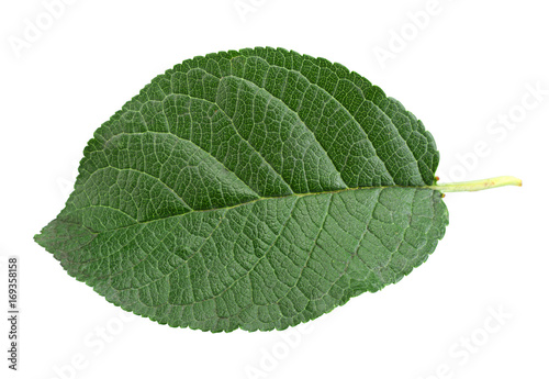 Closup plum leaf on white