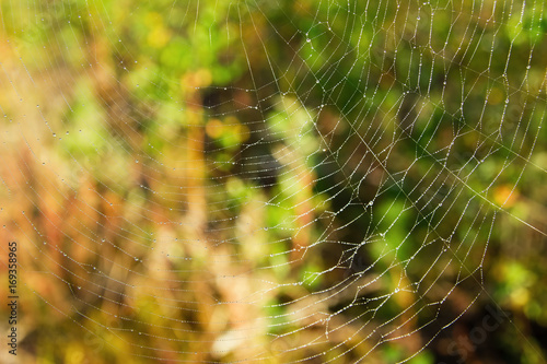 The web a blurred green and yellow background.