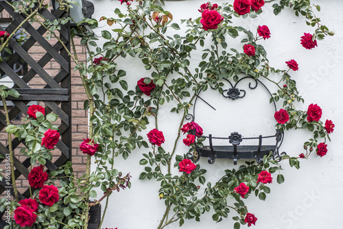 Konstfotografi beautiful blossoming rose bush climbing white wall surrounding black metal frame