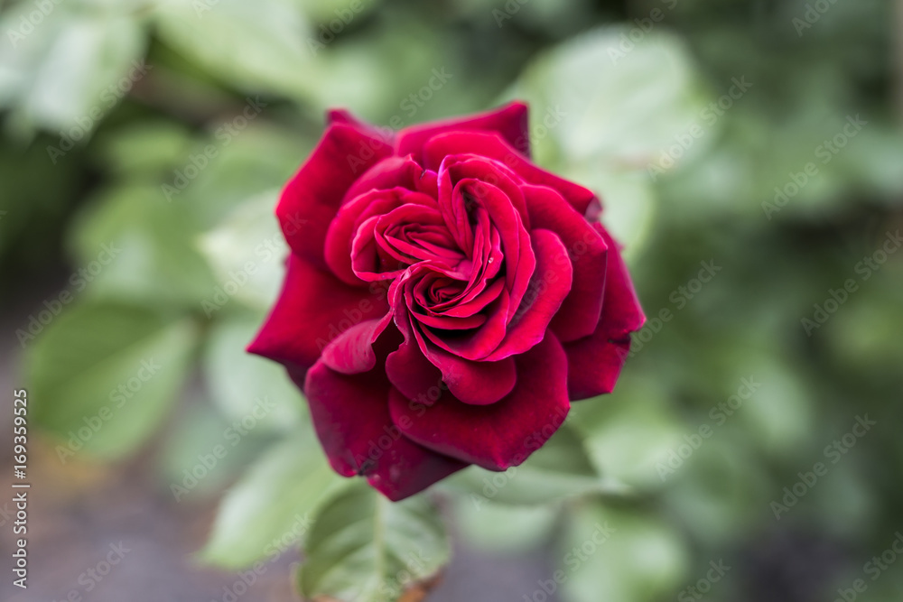 Romantic valentine love Detail closeup red roses in the garden Romantic valentine love Detail closeup red roses in the garden
