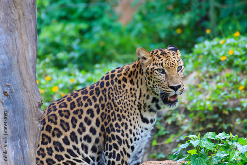 A beautiful jaguar tiger. © mikumistock