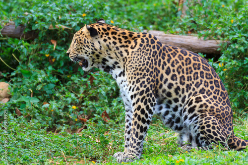 A beautiful jaguar tiger.