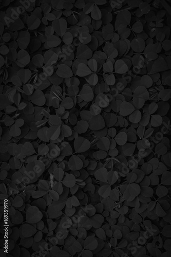 black leaf pattern © Ammak