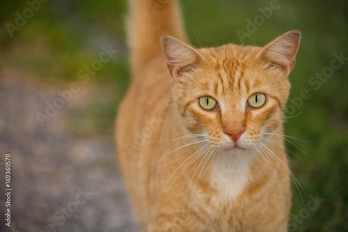 Ginger Tabby Cat with Green Eyes