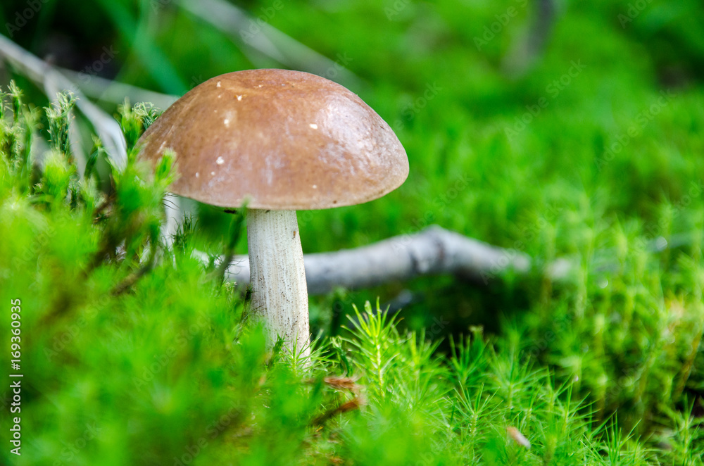 Mushroom in the light green forest. Autumn. Dry leaves, moss background. Mushroom in the light green forest. Autumn. Dry leaves, moss background.