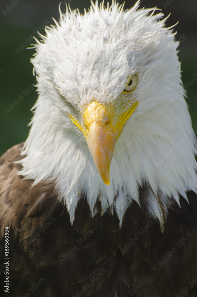 Fototapeta premium Bald Eagle looks down