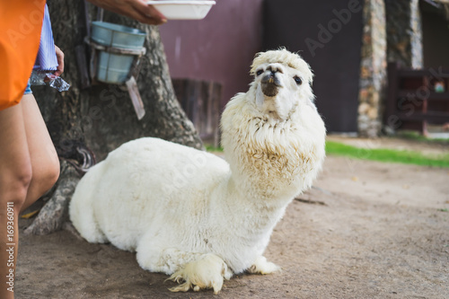 Llama or Alpaca (Vicugna pacos), Close up photograph of a white alpaca looking at feeding bowl