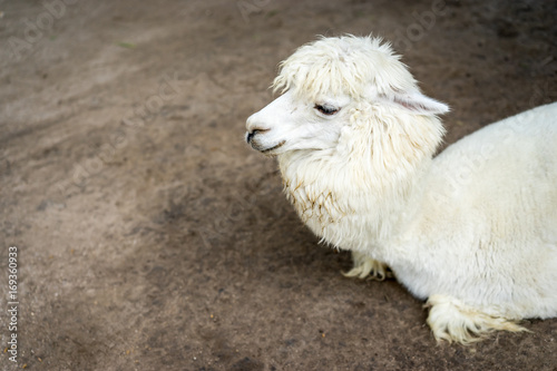 Llama or Alpaca (Vicugna pacos), Close up photograph of a white alpaca resting on field
