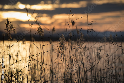 reeds by lake at sunset