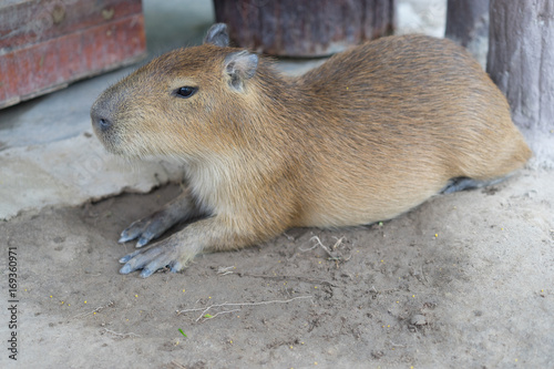 Biggest mouse, Capybara, Hydrochoerus hydrochaeris