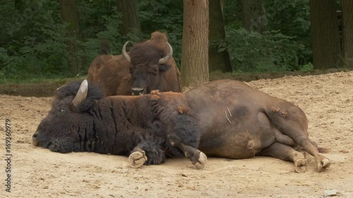 American bison (Bison bison) relaxing - ungraded footage