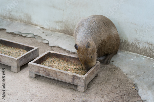 Biggest mouse, Capybara, Hydrochoerus hydrochaeris