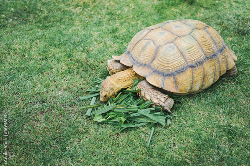 A giant African spurred tortoise eating grass