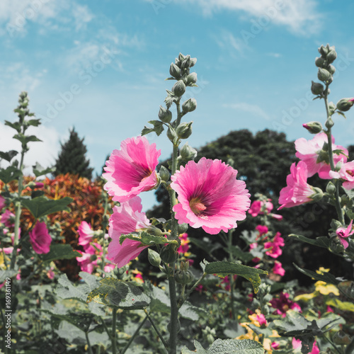Malvaceae, Alcea Rosea, common hollyhock flowers