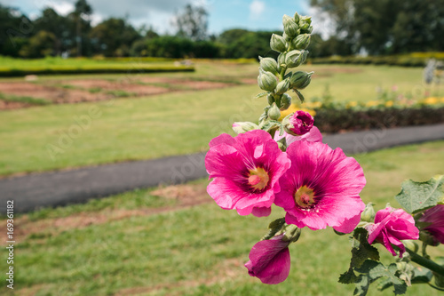 Malvaceae, Alcea Rosea, common hollyhock flowers