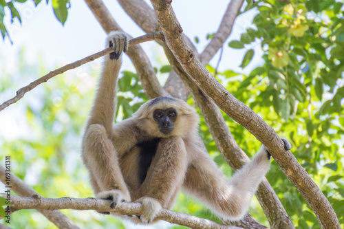 White gibbon monkey.