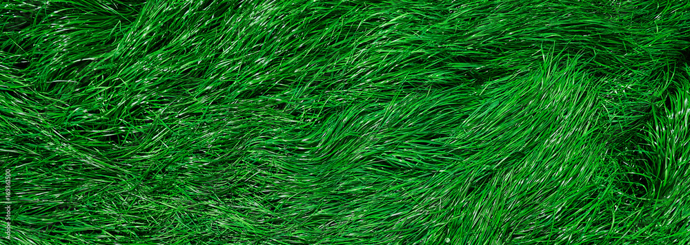 green grass in the pasture or meadow green grass in the pasture or meadow