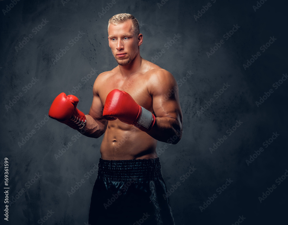 Shirtles boxer over grey background. Shirtles boxer over grey background.