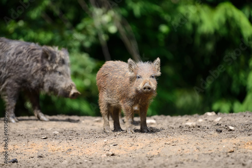 Young wild boar