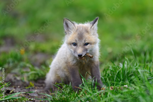 Fox cub in grass © byrdyak