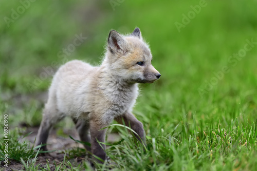 Fox cub in grass © byrdyak