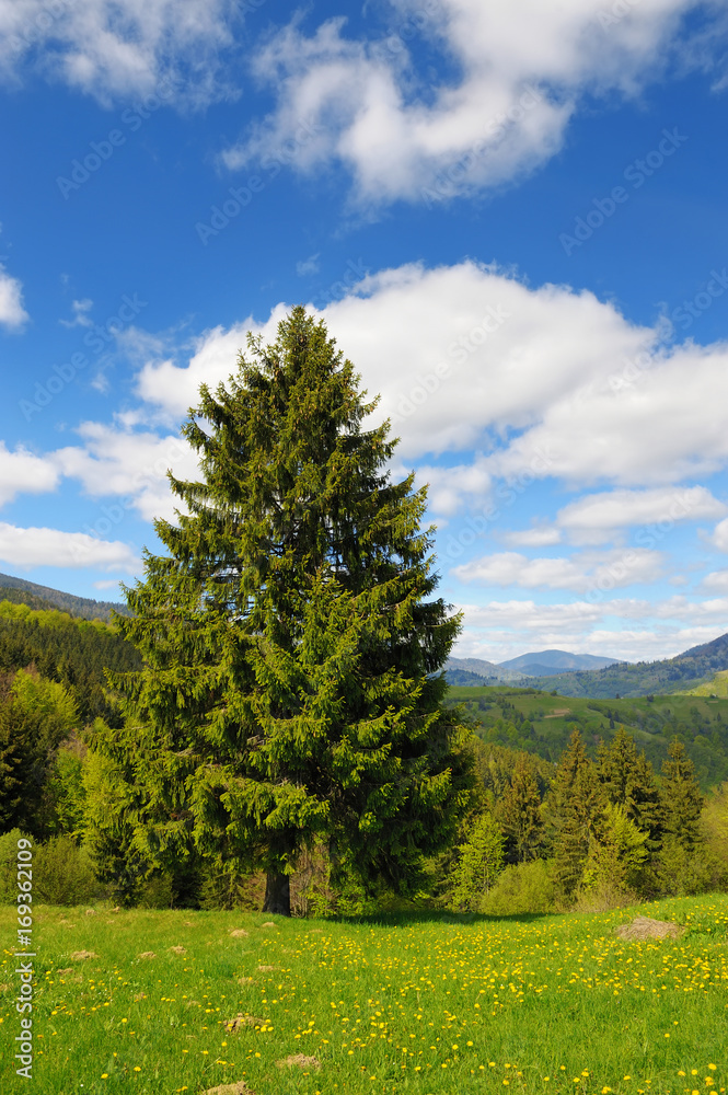 Tree on the background of the mountains