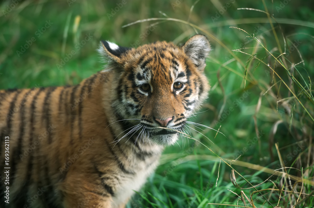 Portrait of a tiger cub