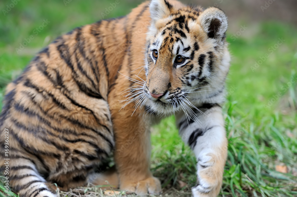 Portrait of a tiger cub Portrait of a tiger cub