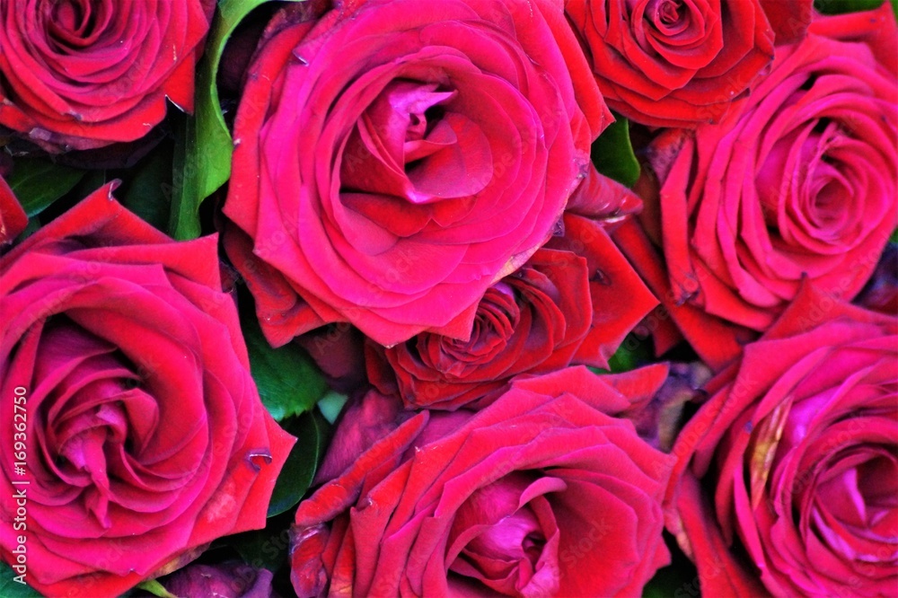 Acht rote Rosen Acht rote Rosen